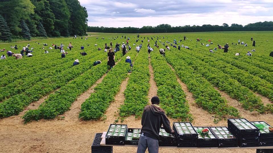 Howe Family Farm Market | 48556 John Wise Line, Aylmer, ON N5H 2R4, Canada | Phone: (226) 244-1737