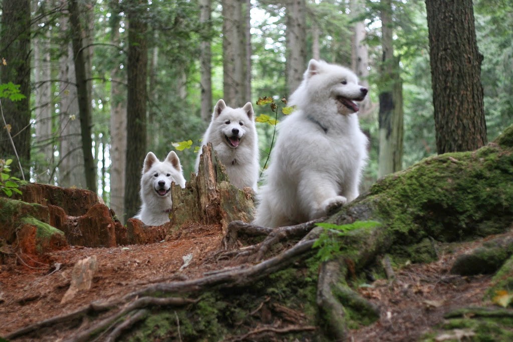 Amherst Veterinary Hospital | 260-2083 Alma St, Vancouver, BC V6R 4N6, Canada | Phone: (604) 221-7771