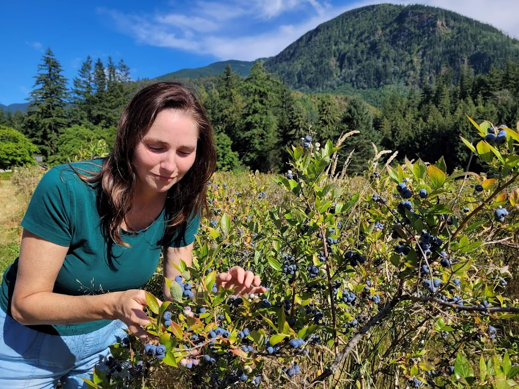 Lindell Beach Blueberry Farm-UPICK | 41521 Henderson Rd, Lindell Beach, BC V2R 4X6, Canada | Phone: (604) 346-1328
