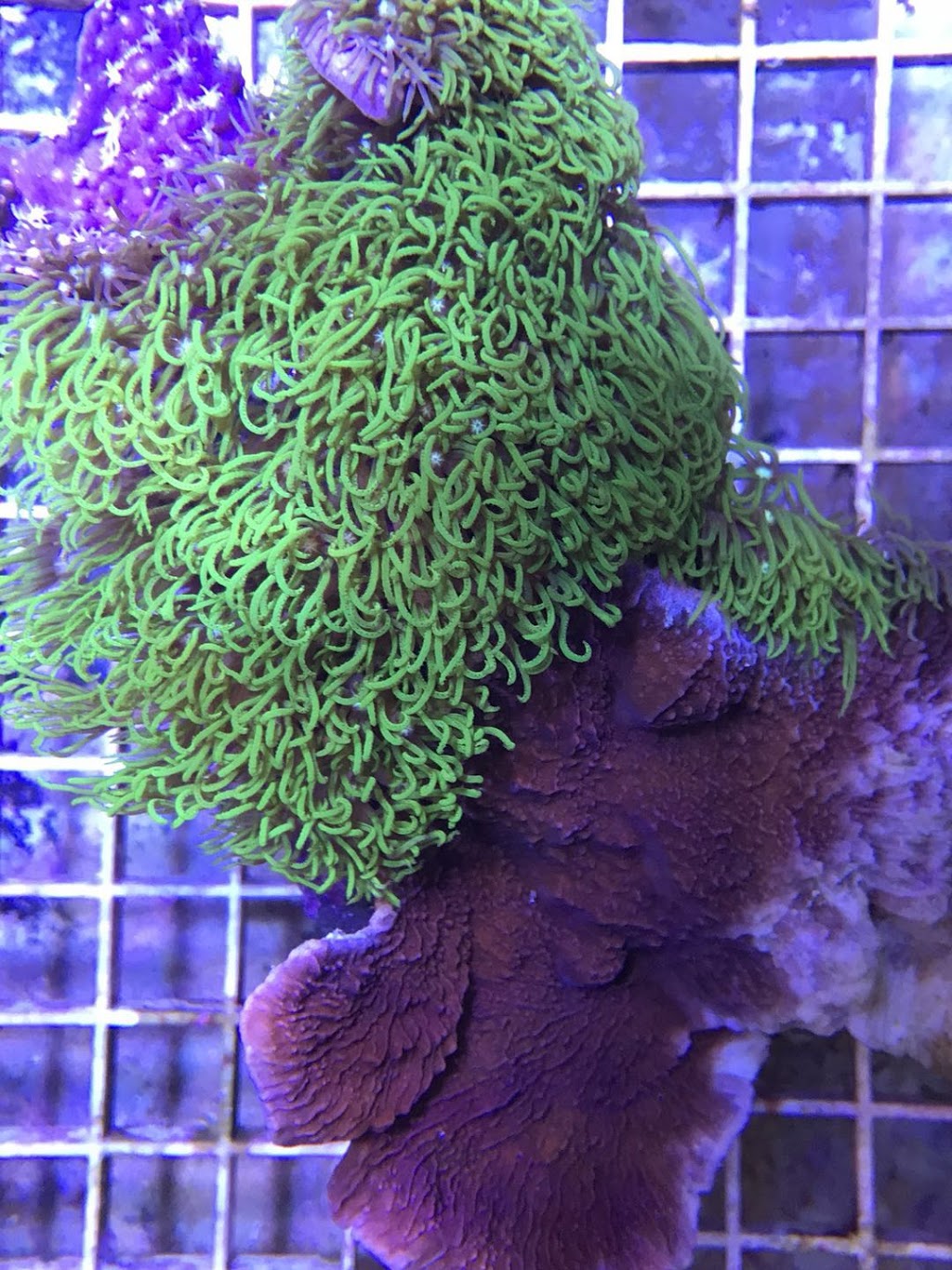 Aquarium Arc-En-Ciel | 1440 Rue Victoria, Greenfield Park, QC J4V 1M1, Canada | Phone: (450) 465-1888