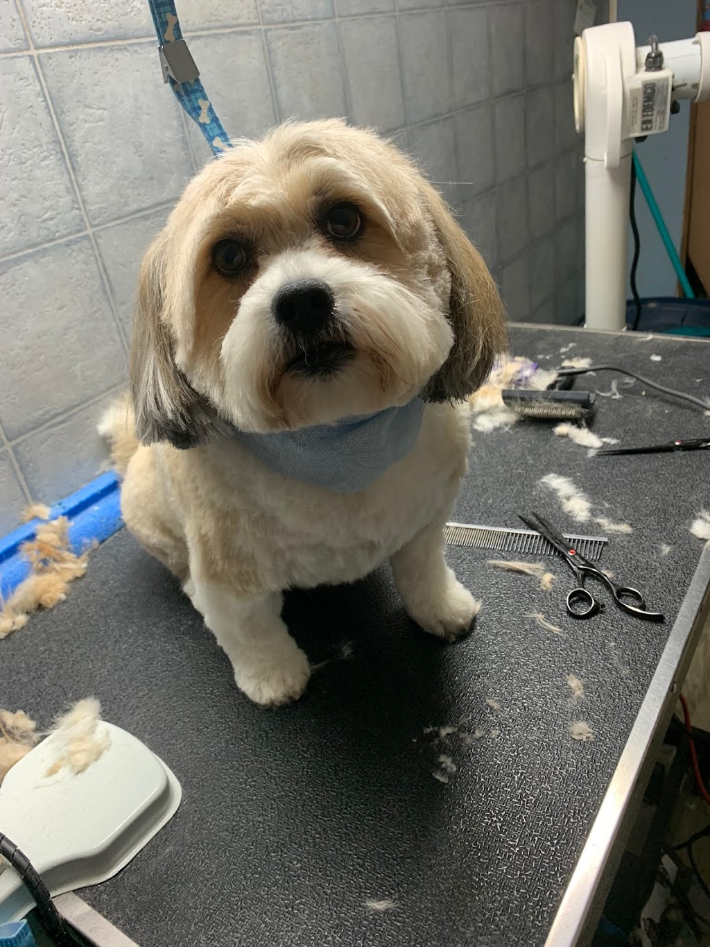 Bouctouche Grooming & Pet Supplies | 42 Rue De Parc, Bouctouche, NB E4S 3C5, Canada | Phone: (506) 743-8199