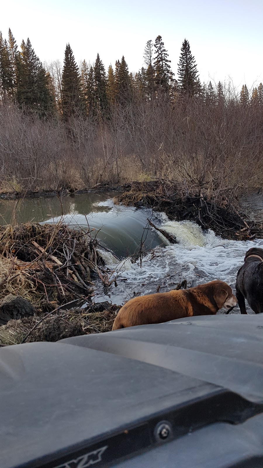 Bilby Natural Area | Range Rd 14, Onoway, AB T0E 1V0, Canada | Phone: (780) 960-8170