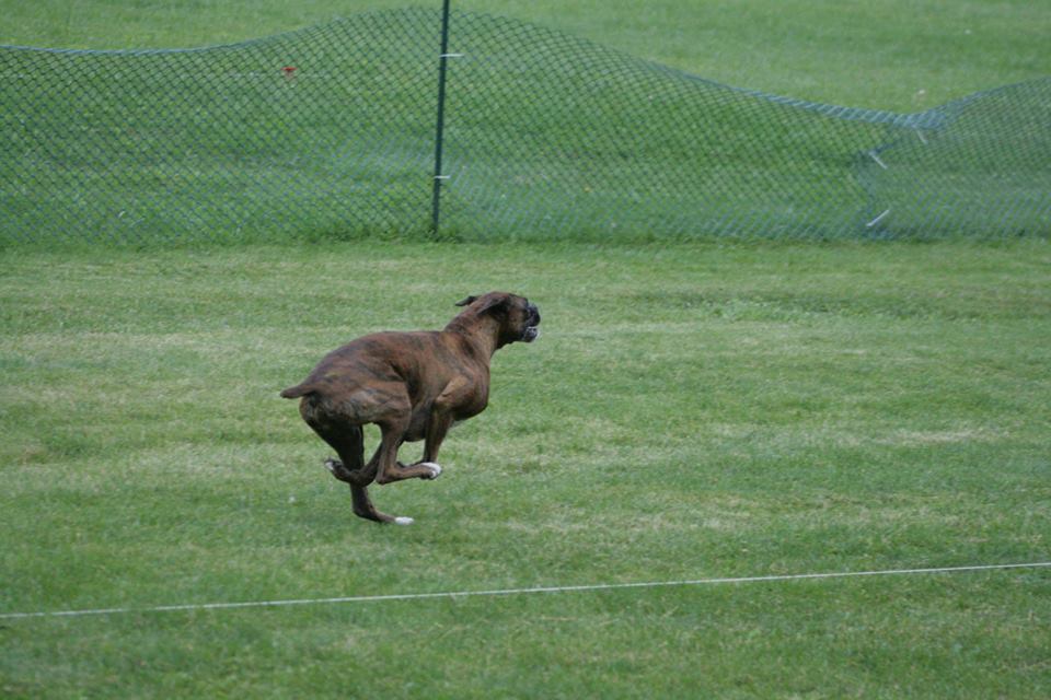 Chidiac Animal Hospital | 6462 Hwy 93, Elmvale, ON L0L 1P0, Canada | Phone: (705) 835-7005