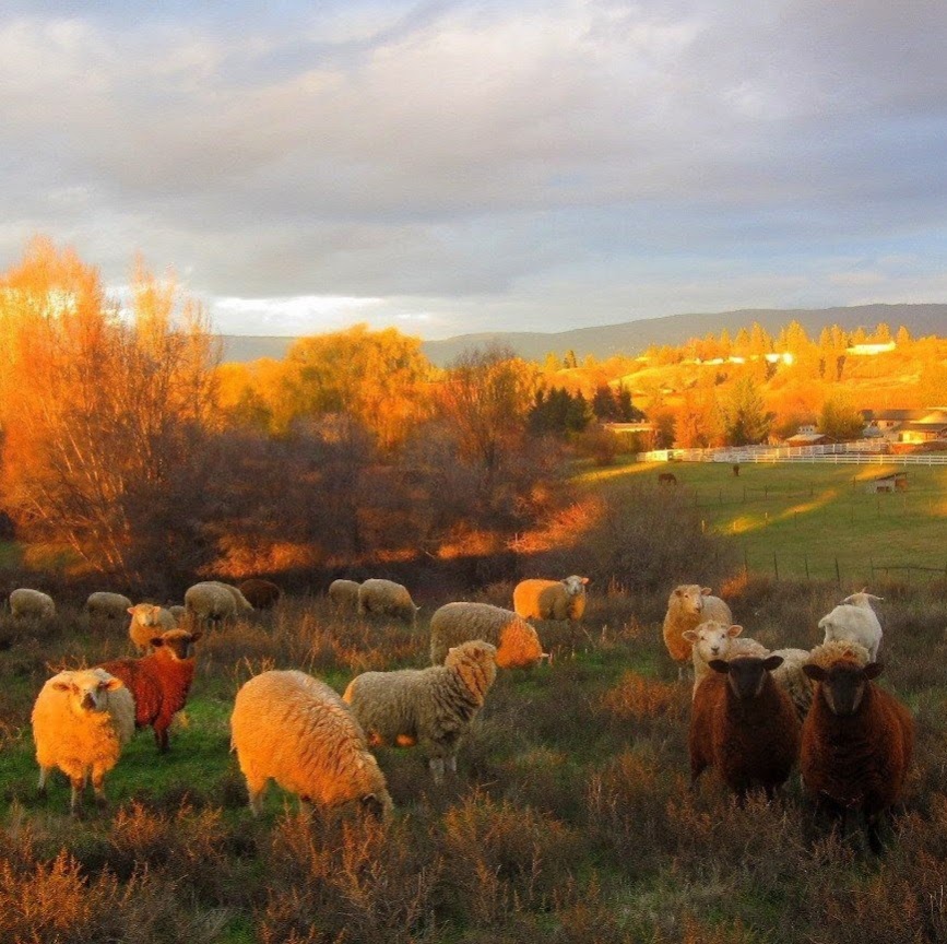 Kelowna Free Graze Lamb | 3652 Spiers Rd, Kelowna, BC V1W 4A9, Canada | Phone: (778) 581-8561