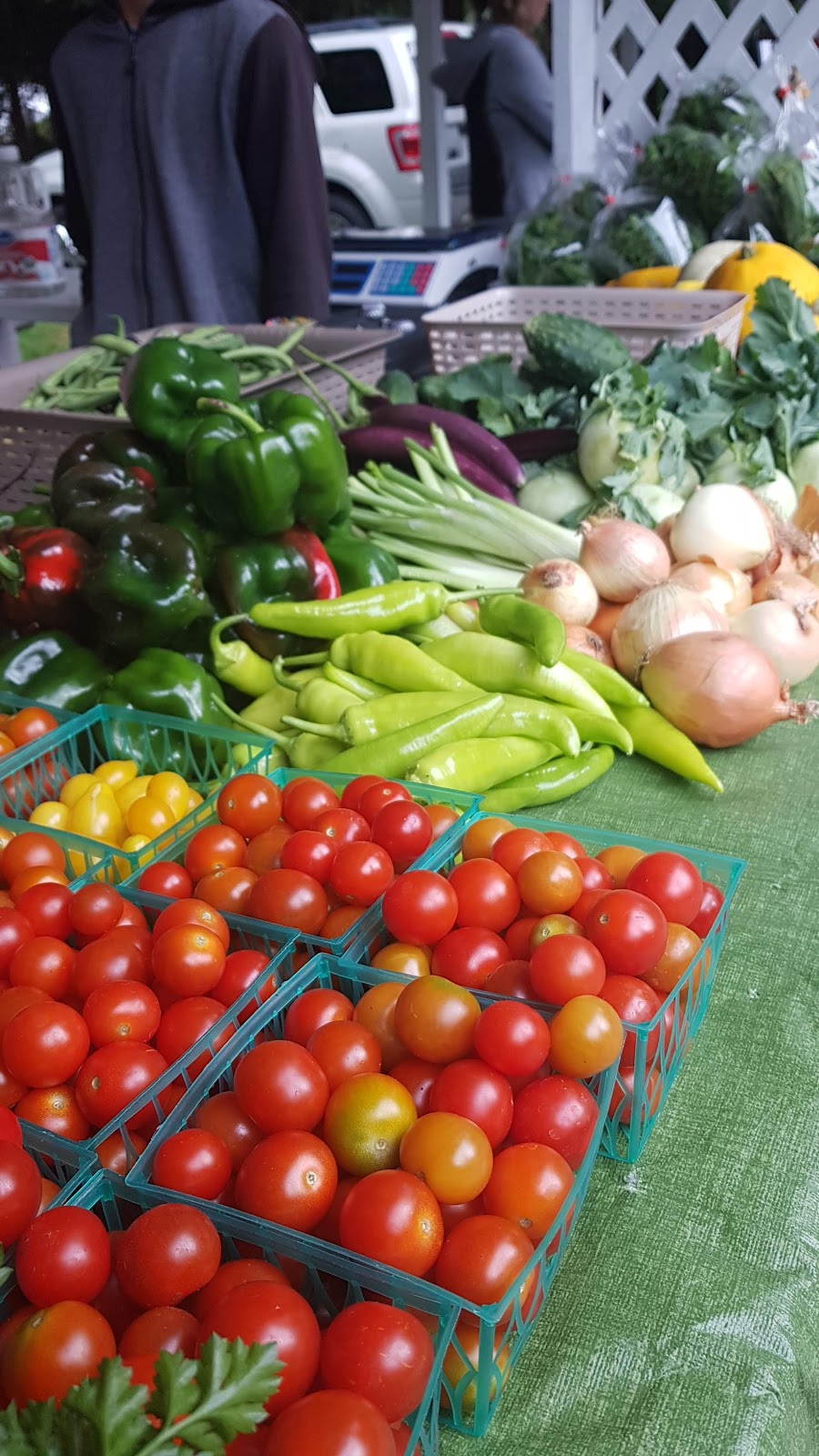 DC Harvest | 2782 Wilcox Rd, Powell River, BC V8A 0P3, Canada | Phone: (604) 414-8780