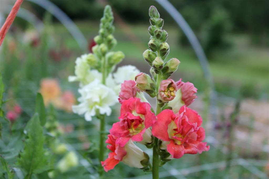 Wendalane Farms | 5998 Canborough Rd, Wellandport, ON L0R 2J0, Canada | Phone: (905) 386-0364