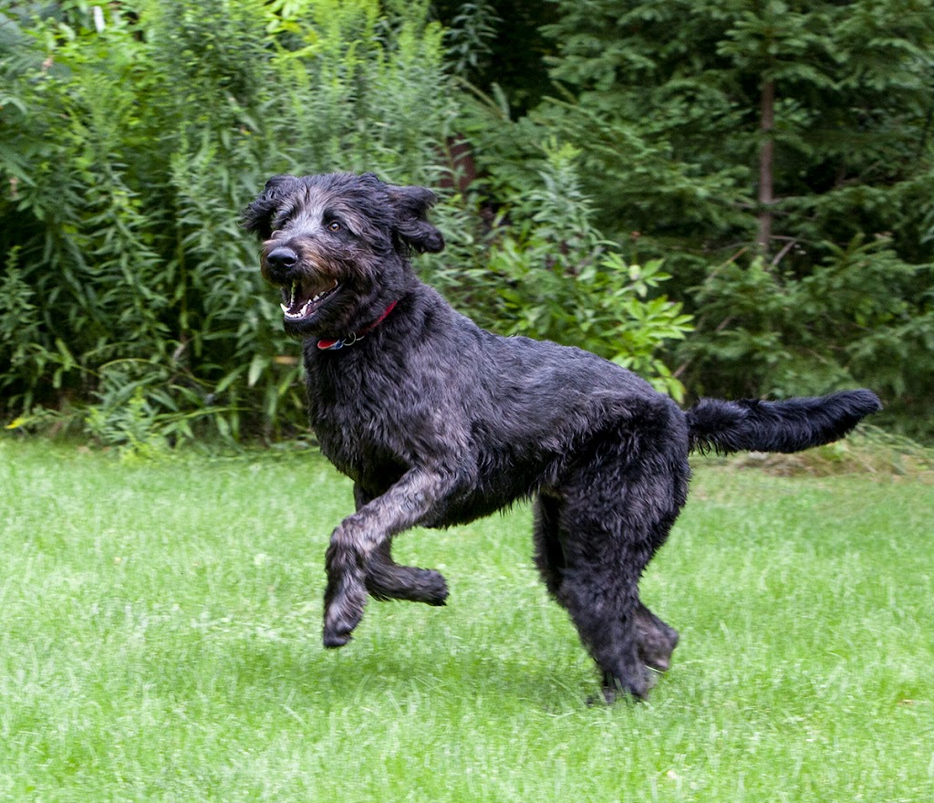 Perfect Dog For Life Off Leash K9 Training | 2092 Foreman Rd RR6, Cambridge, ON N1R 5S7, Canada | Phone: (519) 222-8686