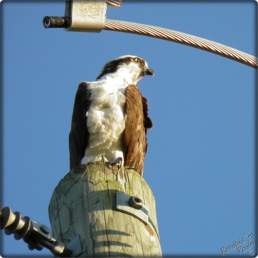 Snyders Flats Conservation Area | 1260 Snyders Flats Rd, Bloomingdale, ON N0B 1K0, Canada | Phone: (519) 621-2761