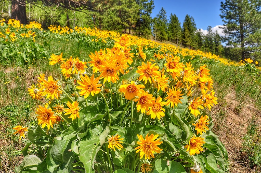 Kimberley Riverside Campground | Site 500 St Marys Lake Rd, Kimberley, BC V1A 3B9, Canada | Phone: (250) 427-2929