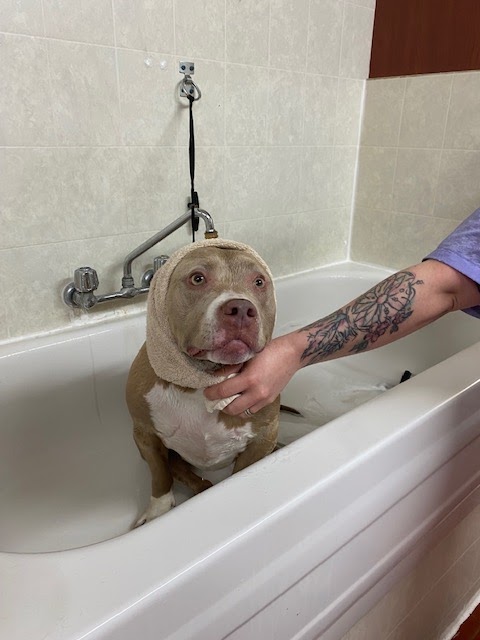 Chic Canin | 3758 Boul Henri-Bourassa E, Montréal-Nord, QC H1H 1K2, Canada | Phone: (514) 322-6572