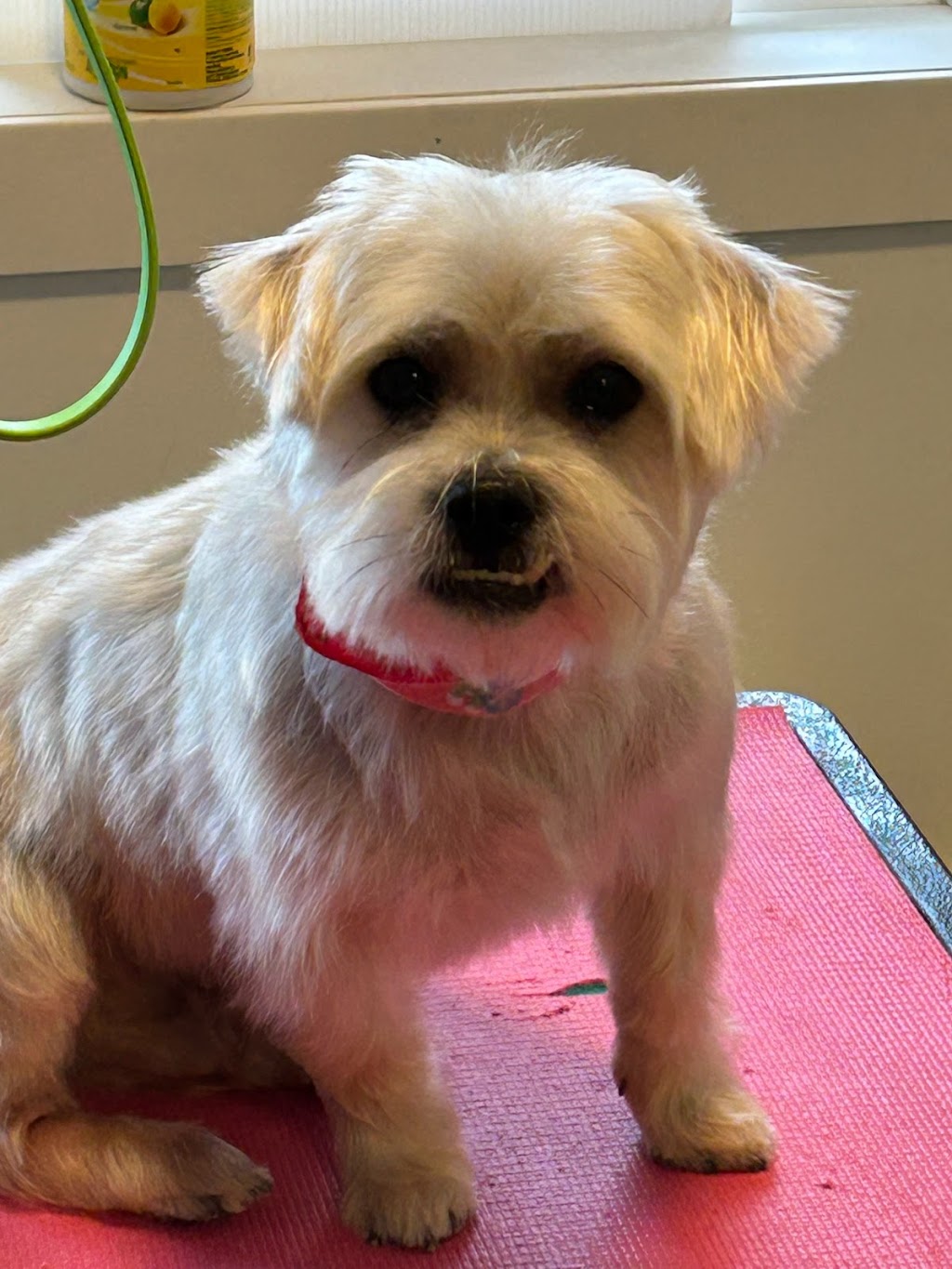 Yvonnes Grooming | 4660 Western Rd, Courtenay, BC V9N 3T2, Canada | Phone: (250) 207-0051