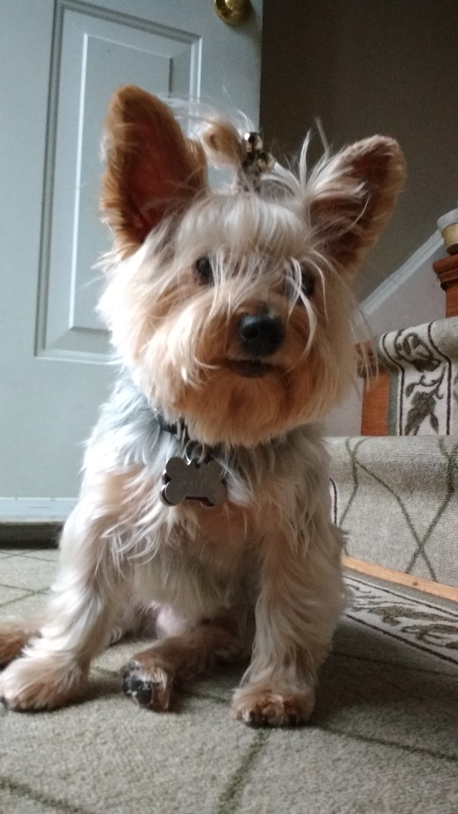 Doggy Dos Pet Grooming | 85 Rosedale Ave W unit 6, Brampton, ON L6X 4H5, Canada | Phone: (905) 457-0165