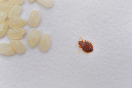 A1 Bed Bug Exterminator Scarborough | 238 Bonis Ave, Scarborough, ON M1T 3W7, Canada | Phone: (647) 492-1864
