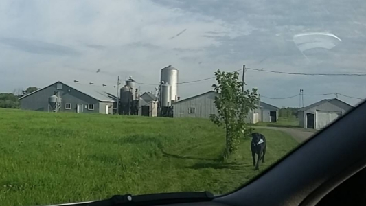 Ferme AGRI M.C. Porc inc. | 1163 3e Rang O, Roxton Pond, QC J0E 1Z0, Canada | Phone: (450) 525-0346