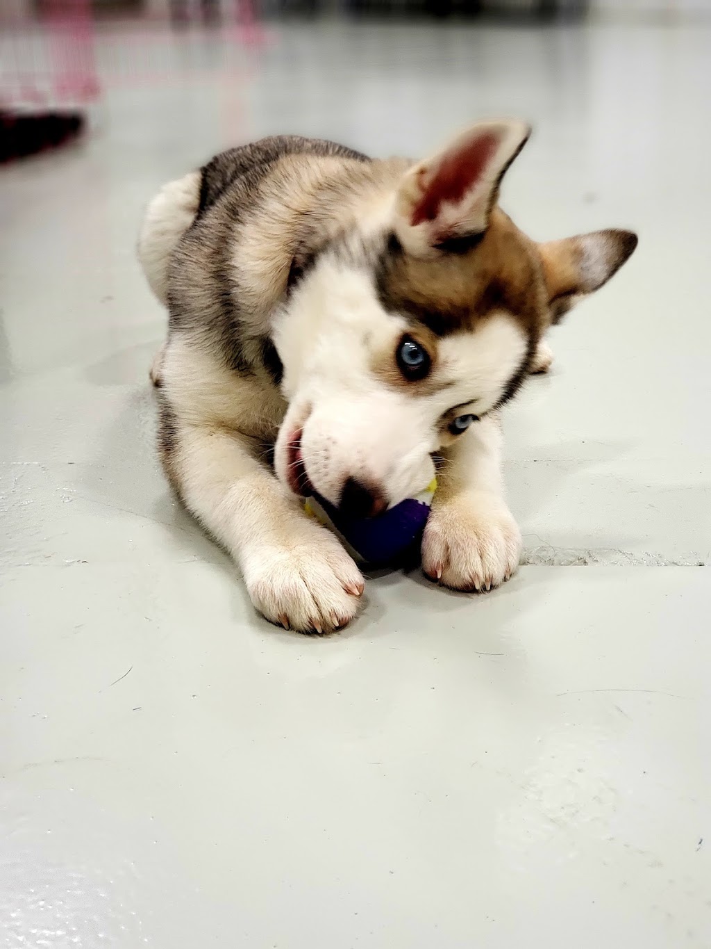 Furbaby Pet Care | 2902 Jasper Ave S, Saskatoon, SK S7J 4L7, Canada | Phone: (306) 912-7783
