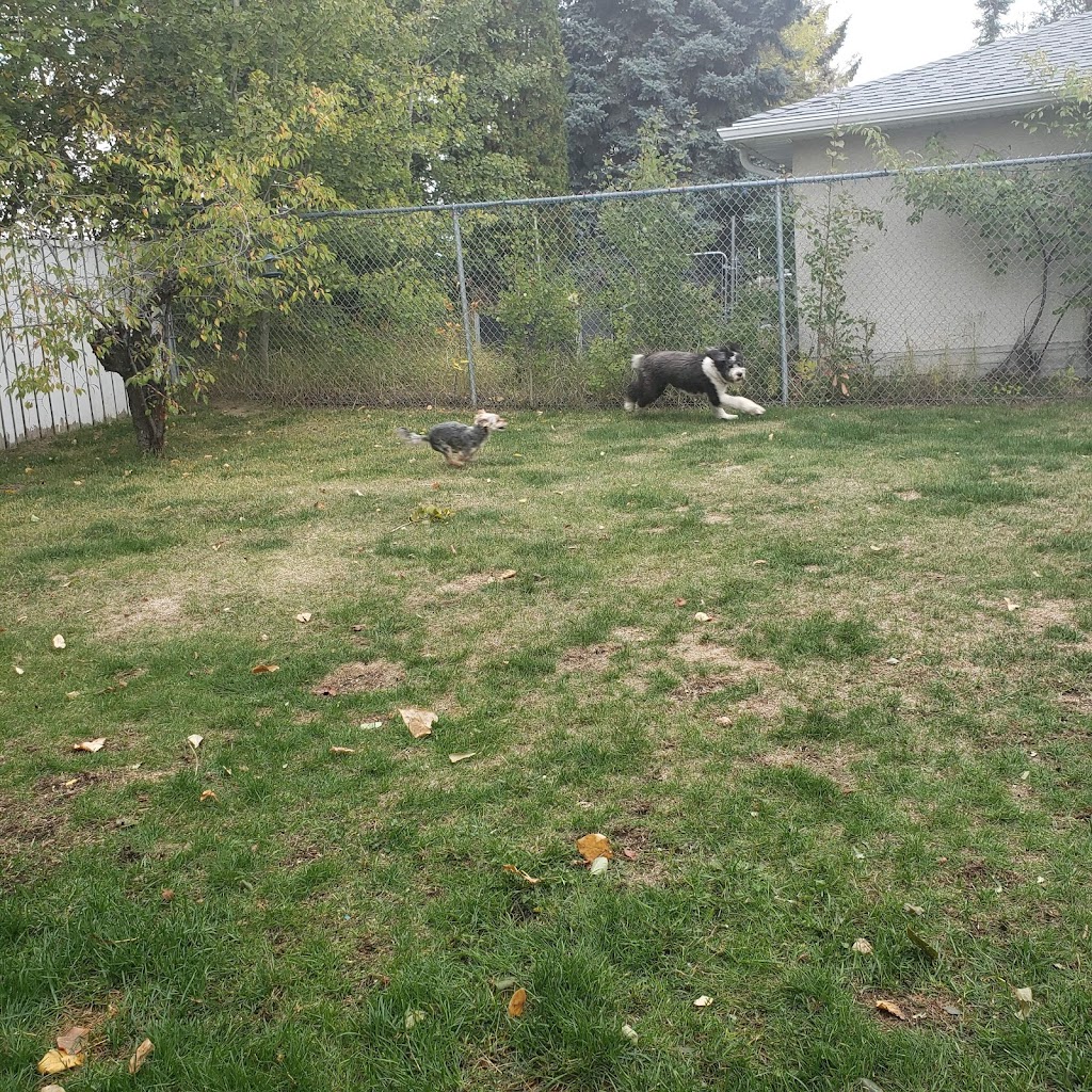 Frolicking Pups (2019) | 10 Rosewood Dr, Sherwood Park, AB T8A 2H2, Canada | Phone: (780) 991-2958