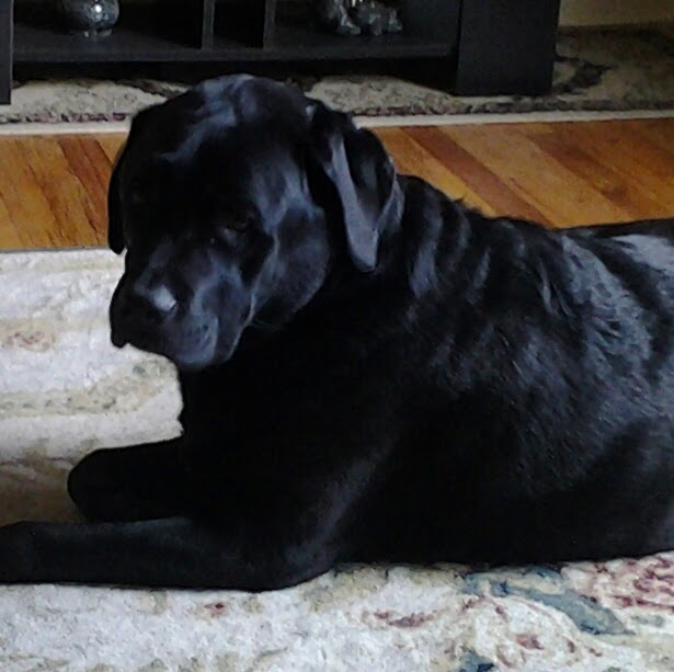 PetFocus Eastern Shore Veterinary Hospital | 5228 Highway 7, Porters Lake, NS B3E 1J8, Canada | Phone: (902) 827-4257
