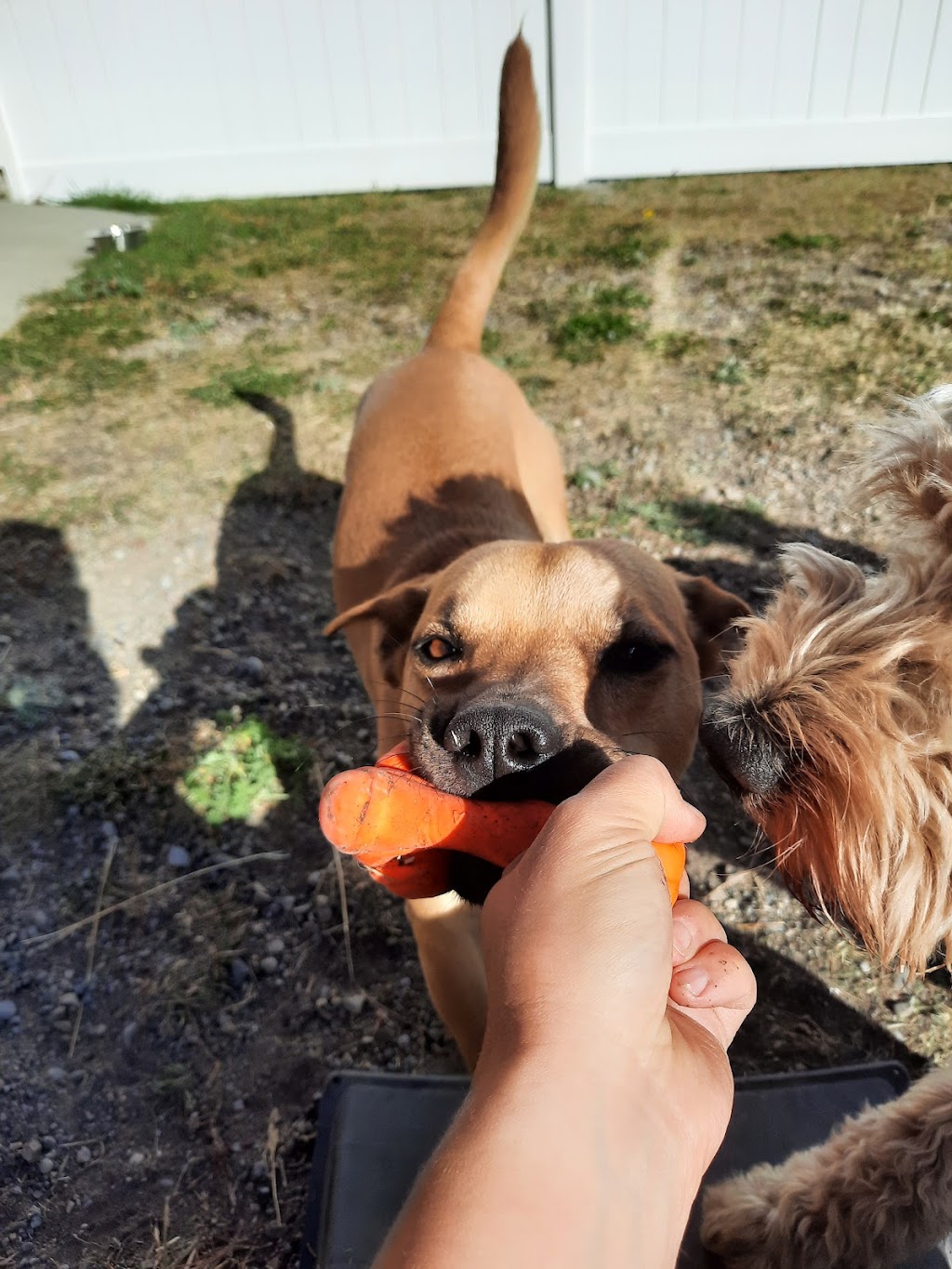 Little Treetops Pet Resort | 262108, Range Rd 43, Cochrane, AB T4C 1B8, Canada | Phone: (403) 851-0341