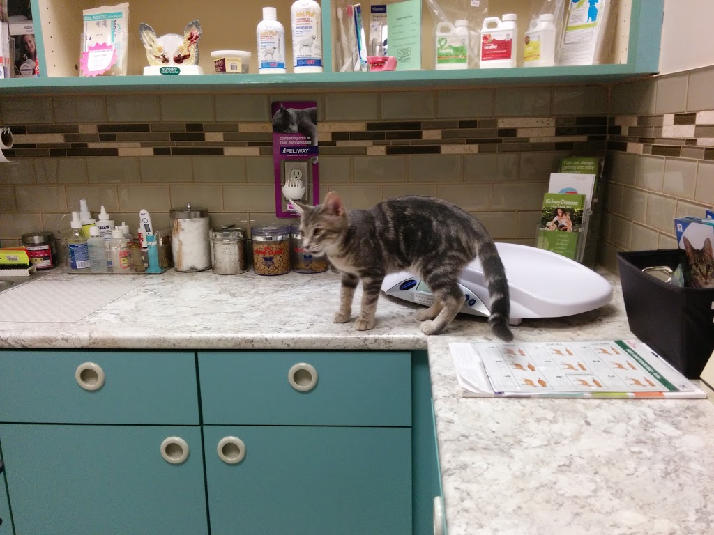 Thickson Road Pet Hospital | 1650 Victoria St E, Whitby, ON L1N 9L4, Canada | Phone: (905) 434-2885