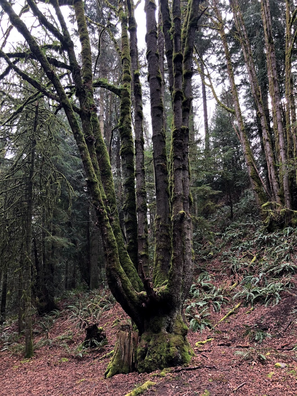 Doumac Park | Doumac Ave, Victoria, BC V8Y 2C4, Canada