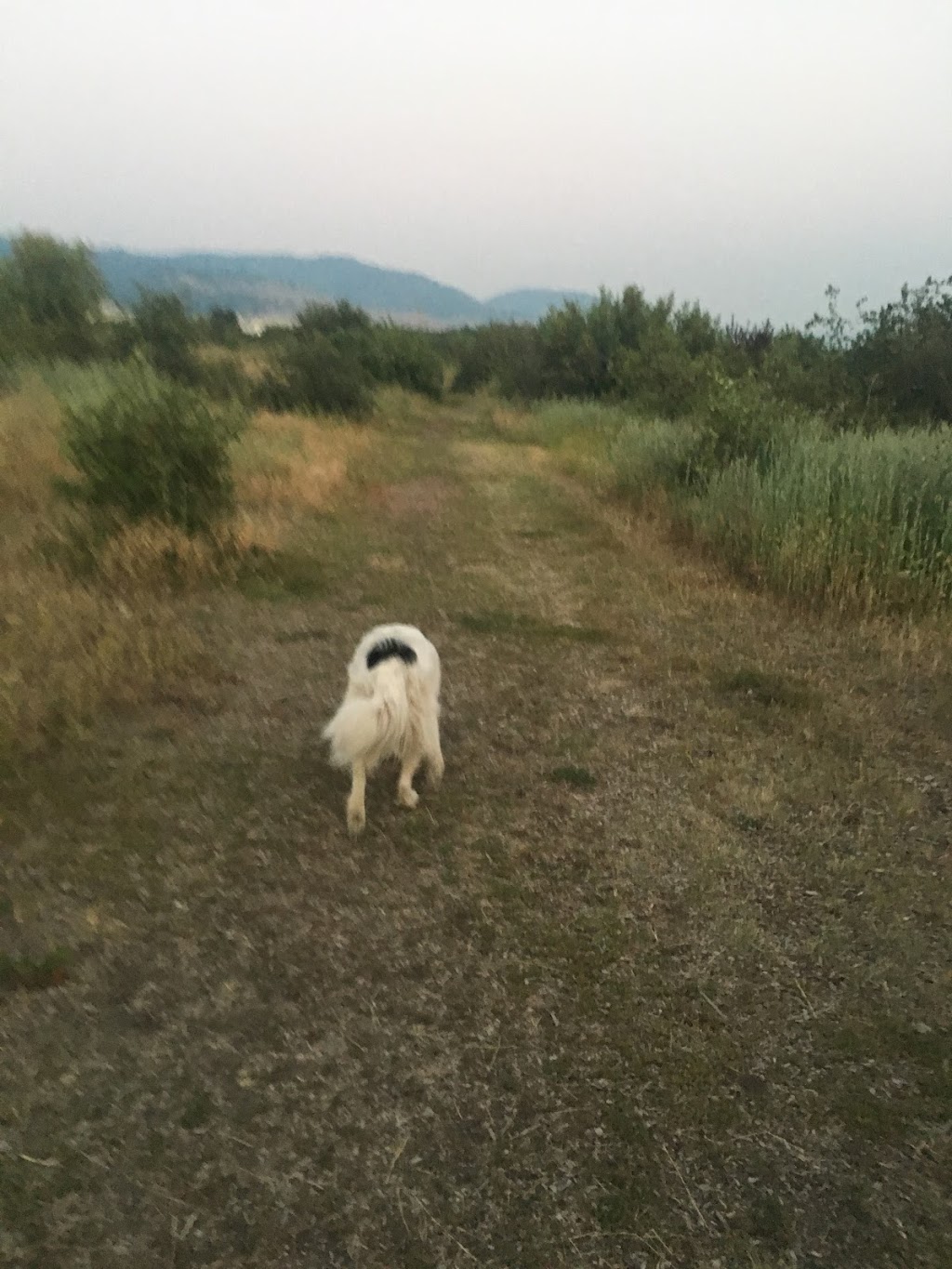 Ellison Dog Park | 4720 Old Vernon Rd, Kelowna, BC V1X 7V6, Canada