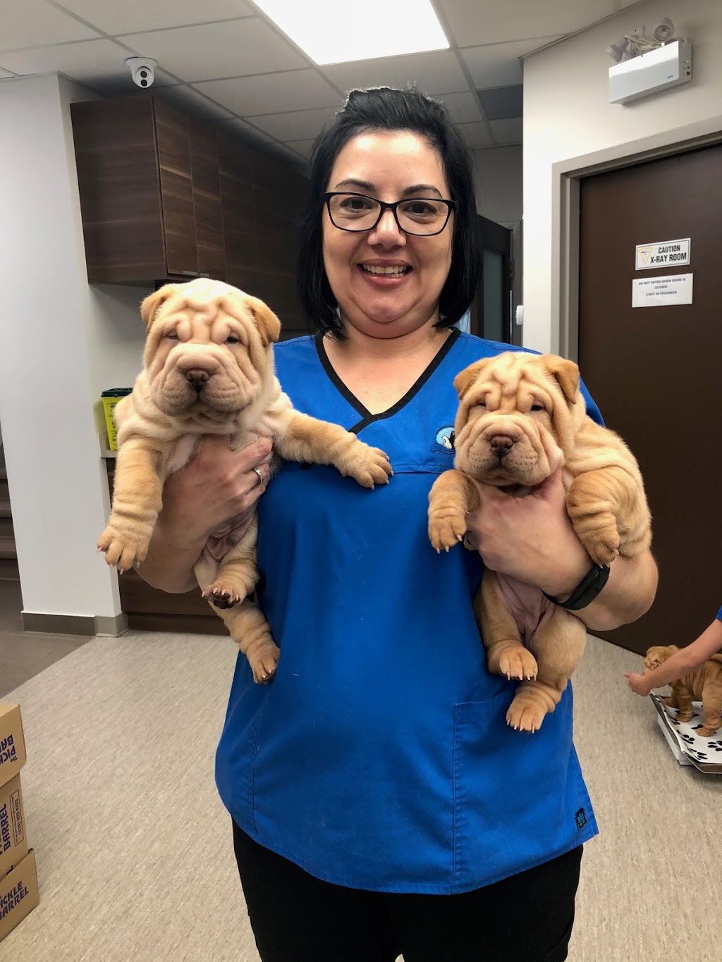 Islington Village Animal Hospital | 3852 Bloor St W, Etobicoke, ON M9B 1L1, Canada | Phone: (647) 347-2299