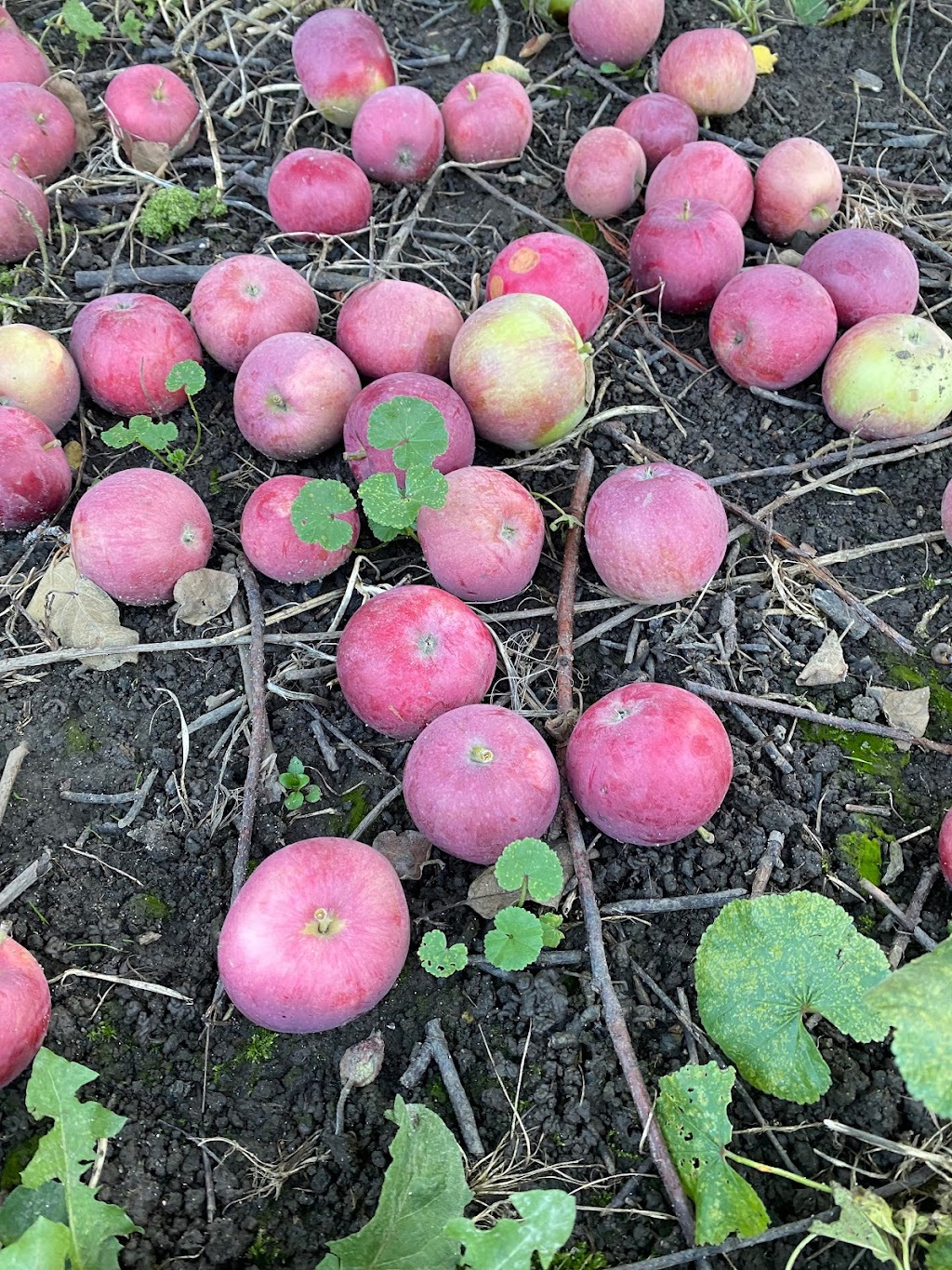 Ferme Léo Plante | 1381 Chem. Royal, Saint-Pierre, QC G0A 4E0, Canada | Phone: (581) 307-6199