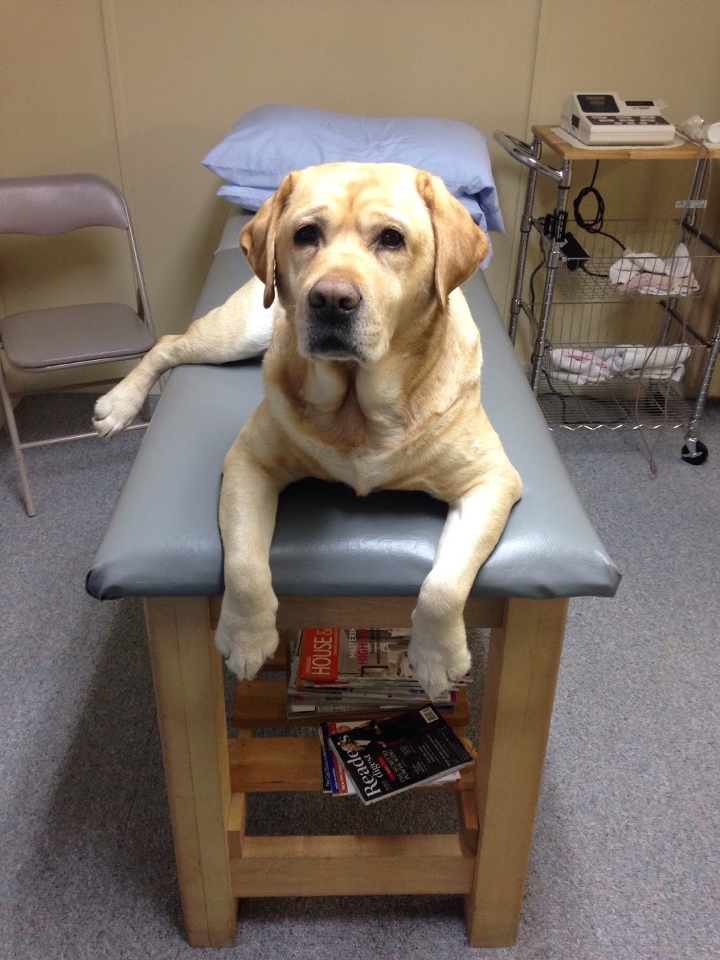 Wag Physiotherapy | 6435 Coburg Rd, Halifax, NS B3H 2A6, Canada | Phone: (902) 478-2016