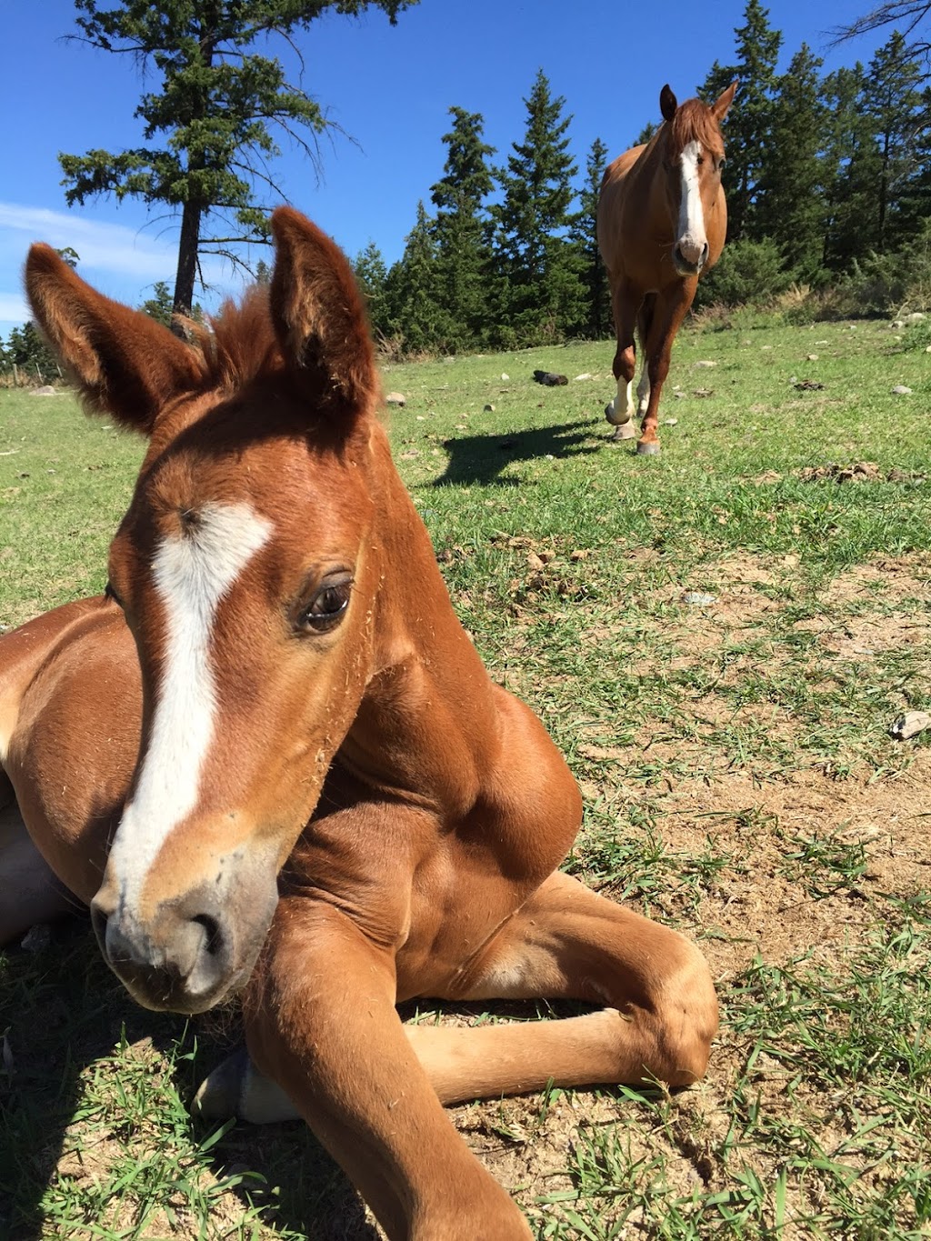 Charles Ranch Equine | 3700 BC-97C, Ashcroft, BC V0K 1A0, Canada | Phone: (250) 457-7426
