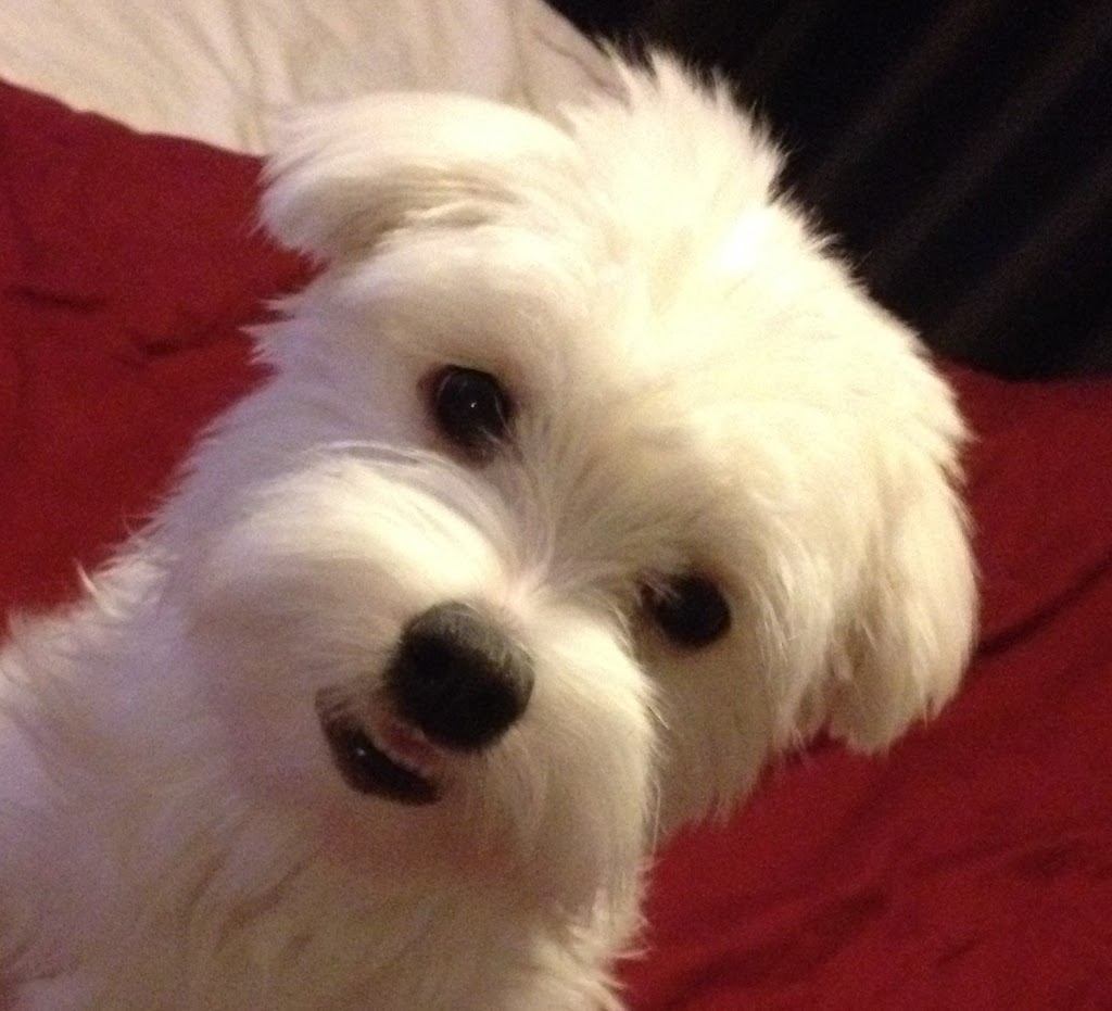 Cranston Veterinary Hospital | 356 Cranston Rd SE #4020, Calgary, AB T3M 0S9, Canada | Phone: (403) 288-7299