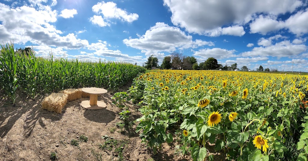 Sunflowers on 86 | 8670 Perth County Line 86, Listowel, ON N4W 3G8, Canada | Phone: (519) 588-4674