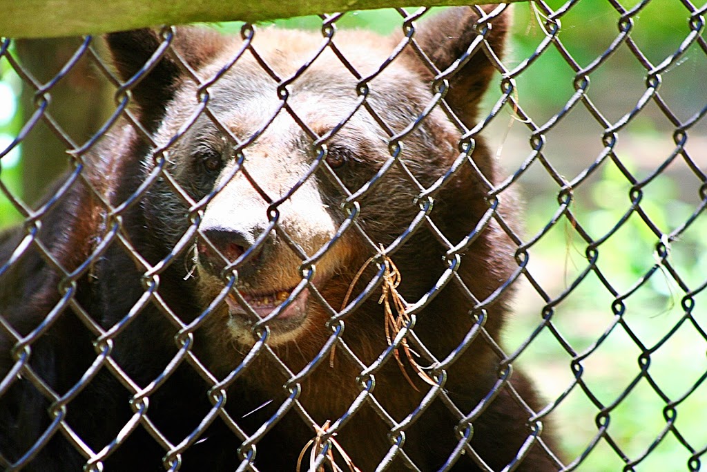 Aspen Valley Wildlife Sanctuary - Home | 1116 Crawford St, Rosseau, ON P0C 1J0, Canada | Phone: (705) 732-6368