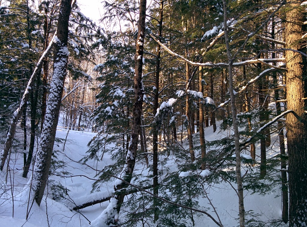Parc du Domaine | 1565 Montée du Domaine, Mascouche, QC J7K 3C2, Canada | Phone: (450) 474-4133