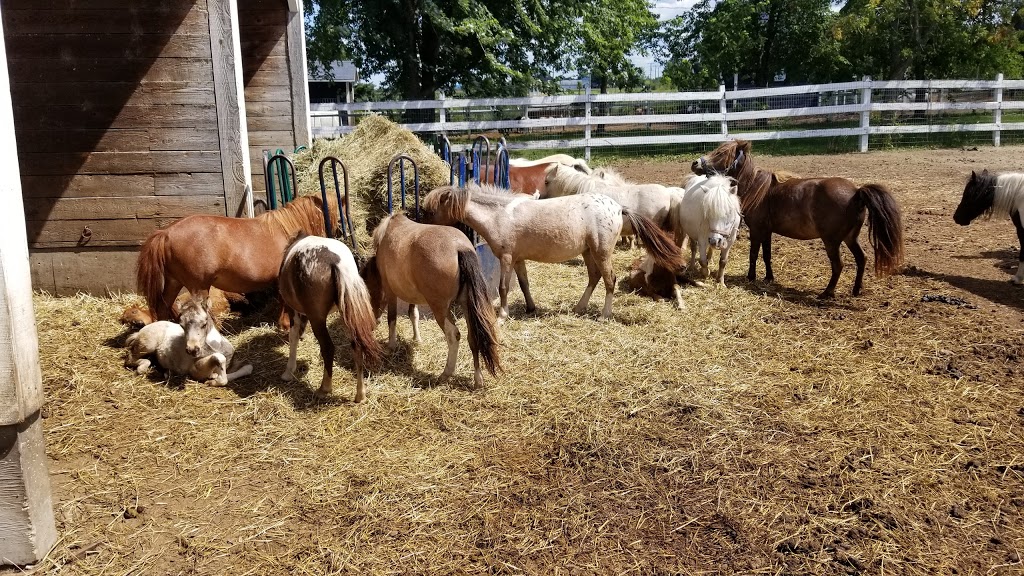 Mini Pony Mirabel | 19370 Rue Victor, Mirabel, QC J7J 0C5, Canada
