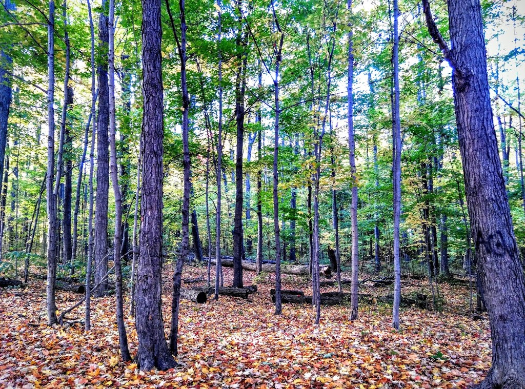 Brimley Woods Park | 2755 Brimley Rd, Toronto, ON M1S, Canada