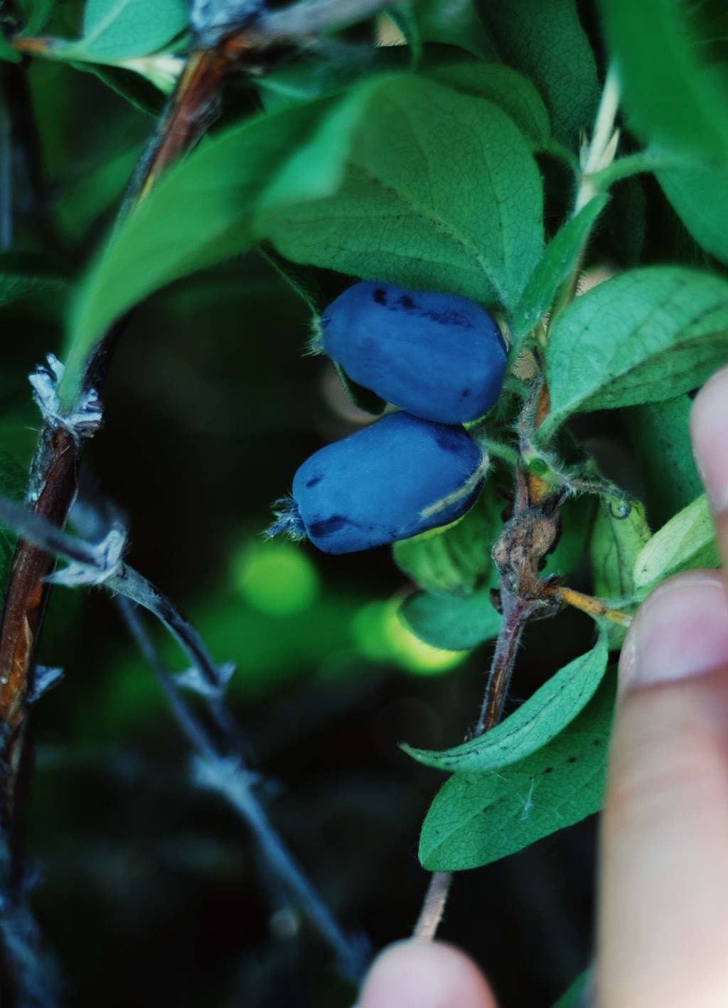 Pleasant View U Pick Berries | Site 2 Comp 6 RR#1, Crossfield, AB T0M 0S0, Canada | Phone: (403) 946-5400