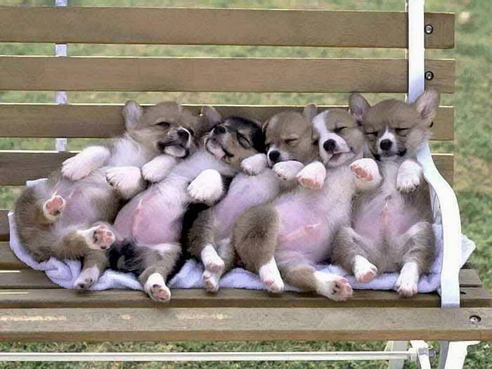 Village Centre Animal Hospital | 2668 Binbrook Rd, Binbrook, ON L0R 1C0, Canada | Phone: (905) 692-8387