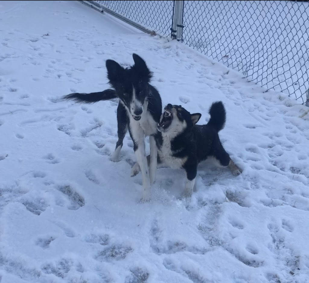Cathys Dog daycare & Boarding | 3275 88 St SE, Calgary, AB T1X 0L5, Canada | Phone: (587) 889-3164