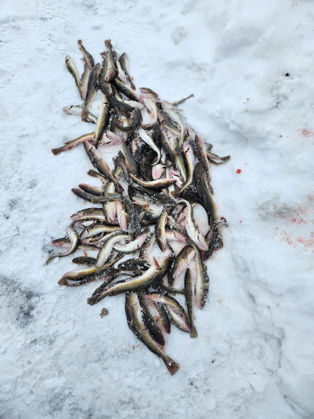 Pourvoirie des Chenaux de La Pérade | Ste-Anne-de, 760 Mnt de lEnseigne, La Pérade, QC G0X 2J0, Canada | Phone: (418) 325-2996