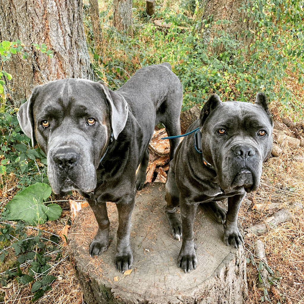 Source K9 Dog Training and Rehabilitation | 4990 Wilson Rd, Duncan, BC V9L 6L5, Canada | Phone: (250) 216-1462