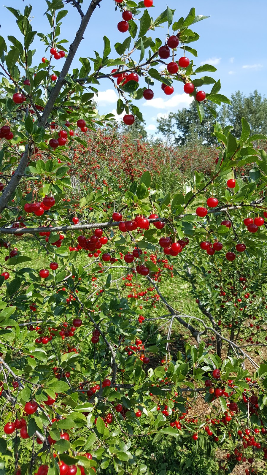 Sweet Acres Orchards | 1506, Township Rd 354, Red Deer County, AB T4G 0J3, Canada | Phone: (403) 227-1301