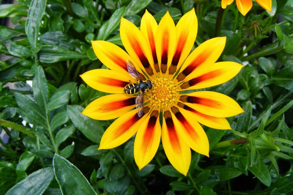 Pépinière Jean Gagné | 19 Rue Langlois, Saint-Lambert-de-Lauzon, QC G0S 2W0, Canada | Phone: (418) 889-9161