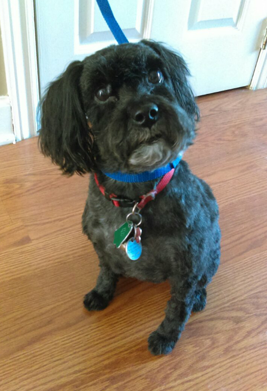 Sabrinas Pet Salon | 39 Sugar Maple Dr, Timberlea, NS B3T 1G4, Canada | Phone: (902) 410-5509
