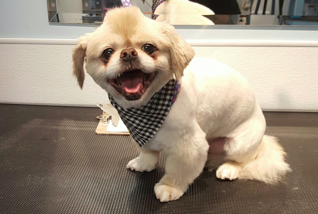 Adorable Dogs Grooming Spa | 575 Main St, Dartmouth, NS B2W 6A4, Canada | Phone: (902) 405-3647