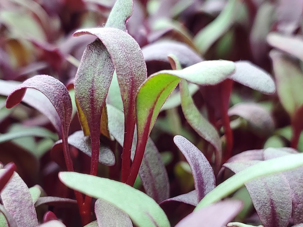 S&R Microgreens | 8 Base St, Angus, ON L0M 1B4, Canada | Phone: (705) 220-6224