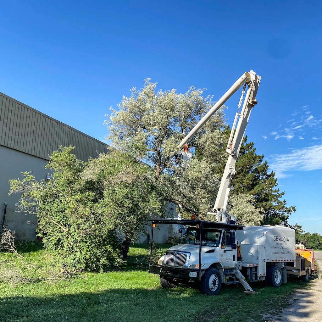 Sequoia Tree Services | 14719 Bayham Dr, Tillsonburg, ON N4G 4G8, Canada | Phone: (519) 852-5323