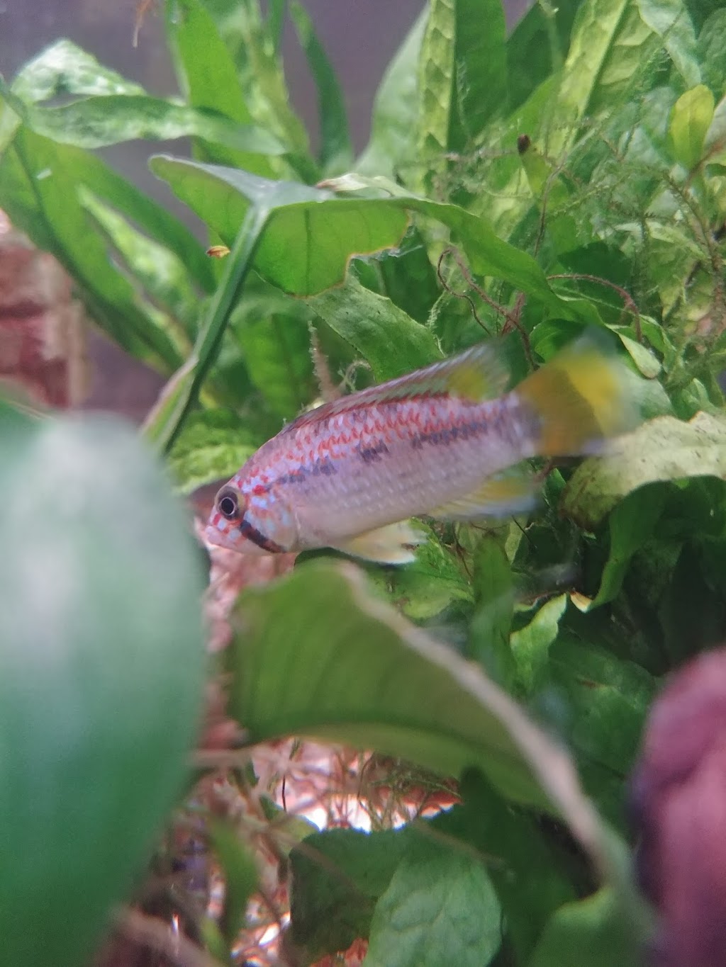 Poseidon Specialised Pet Store | 787 Boul. Louis-XIV, Québec, QC G1H 1A3, Canada | Phone: (418) 623-0821