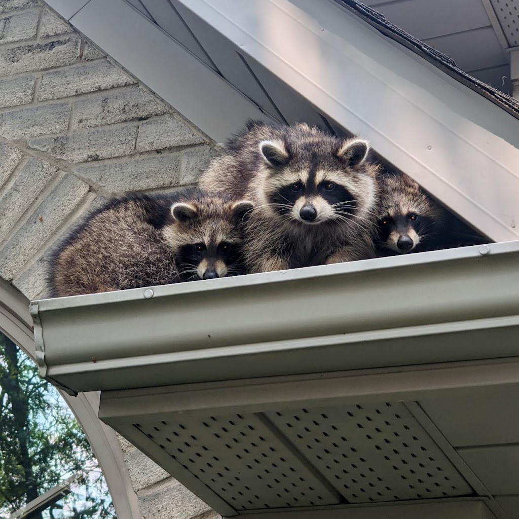 Bad Company Wildlife Eviction - Burlington | 1225 Centre Rd, Hamilton, ON L8N 2Z7, Canada | Phone: (855) 937-0418