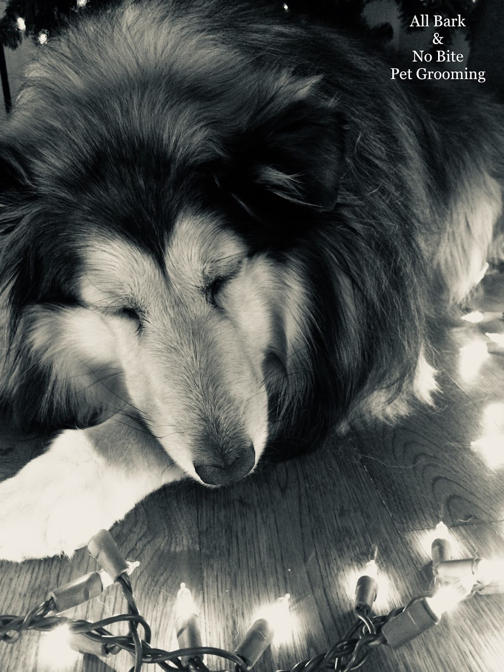 All Bark & No Bite Professional Pet Grooming | 6379 32 Ave NW, Calgary, AB T3B 0K1, Canada | Phone: (403) 863-9291