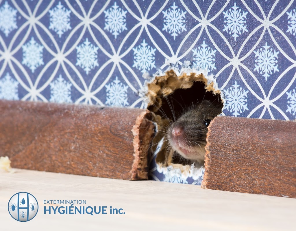 Extermination Hygiénique inc | 3472 Rue Jean Talon, Mascouche, QC J7K 1L9, Canada | Phone: (514) 267-0260